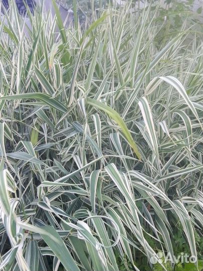 Растения для сада