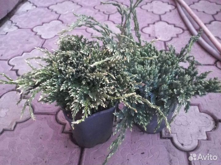 Туи, можжевельники в асте