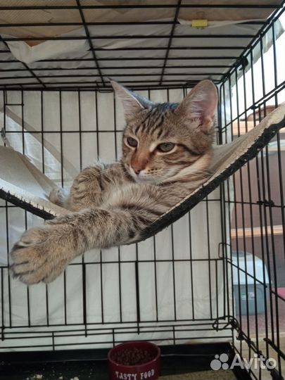 Василий ищет дом