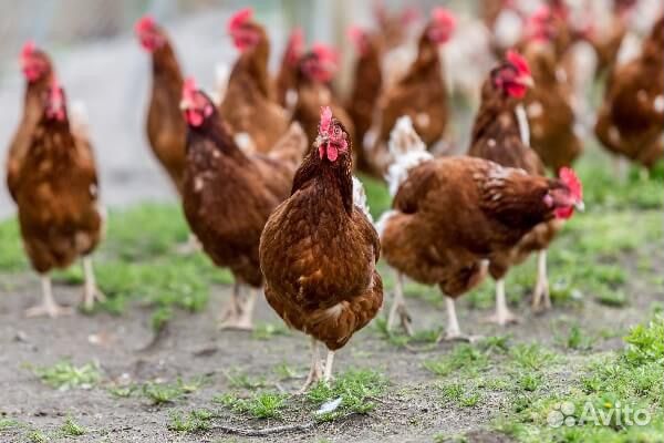 Куры Молодки