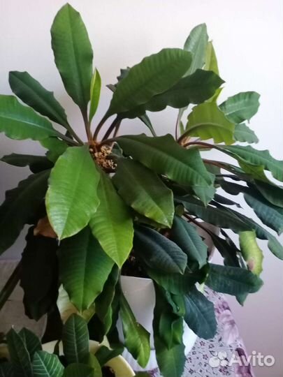 Хлорофитум