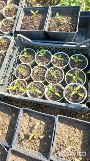 Острый перец рассада