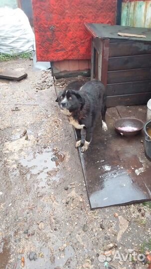 Не крупная собачка ищет дом