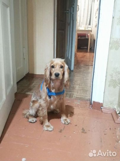 Собаки кокер спаниель