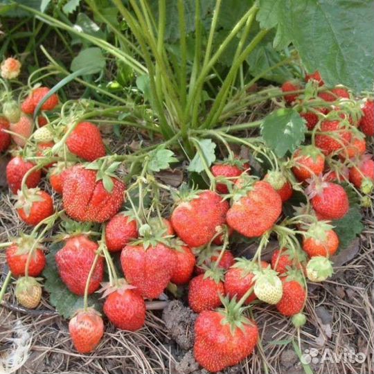 Ремонтантная клубника 