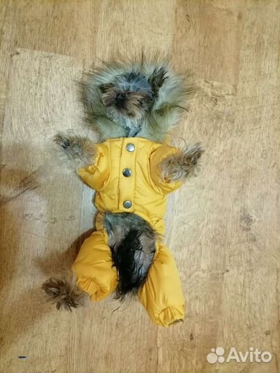 Комбинезон для маленькой собаки