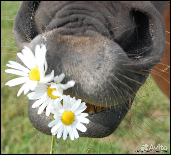 Конский навоз в мешках (отборный)