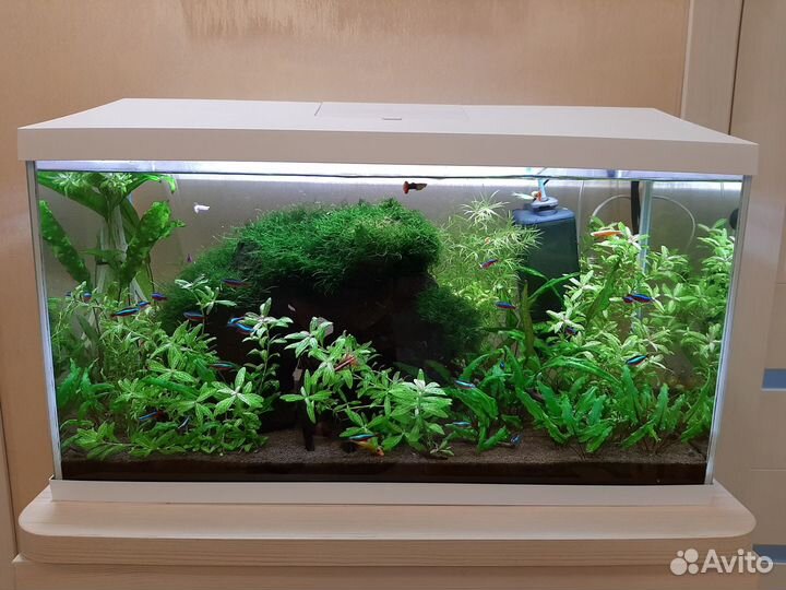 Аквариум с рыбками Aquael 100л