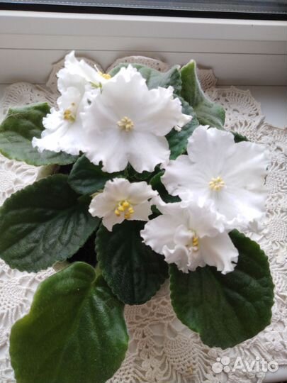 Фиалки цветущие в горшке