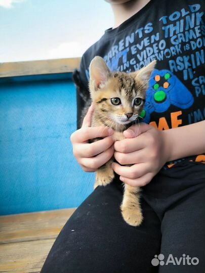 Котенок в добрые руки