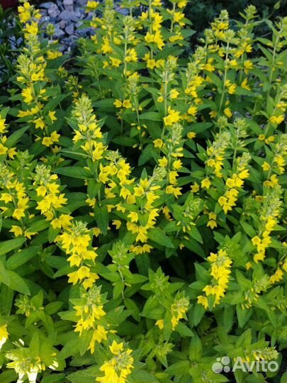 Многолетние цветы для сада вербейник, золотарник