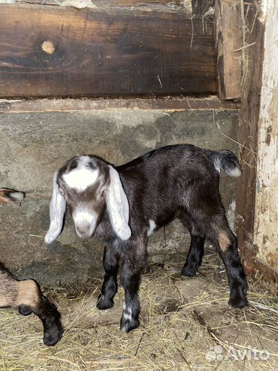 Козы нубийские, камори