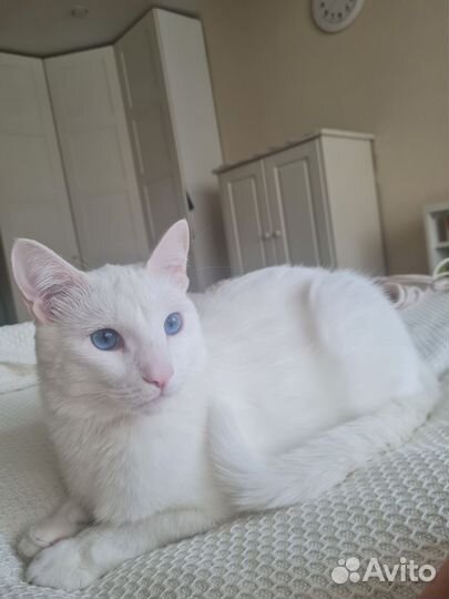 Передержка котов и котоняня на дом