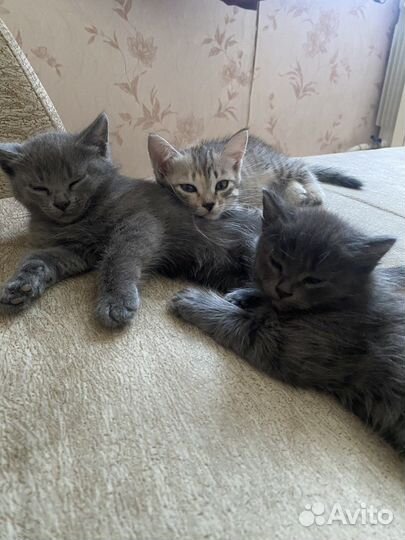 Домашние животные кошки