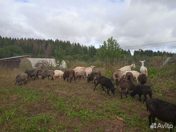 Овцы и козы