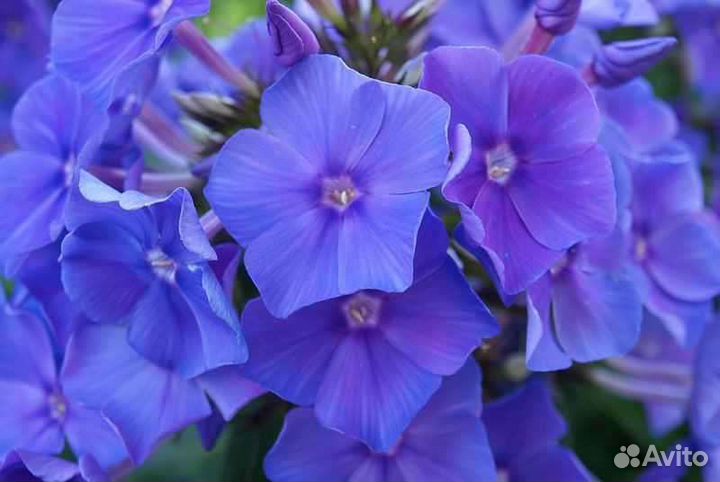 Флокс Блю Парадайс