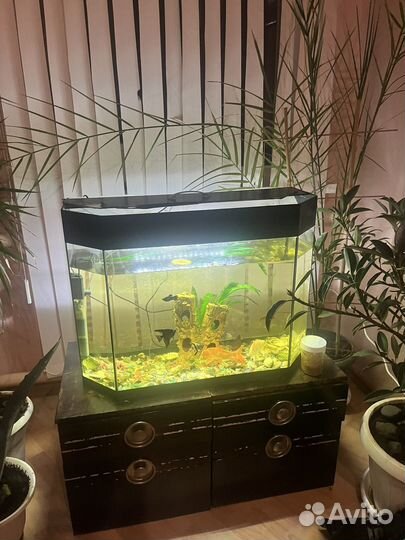 Аквариум