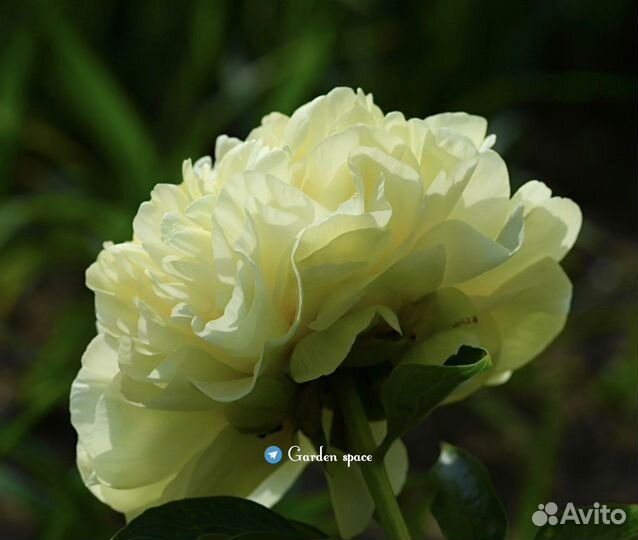 Пионы саженцы. Пионы корни