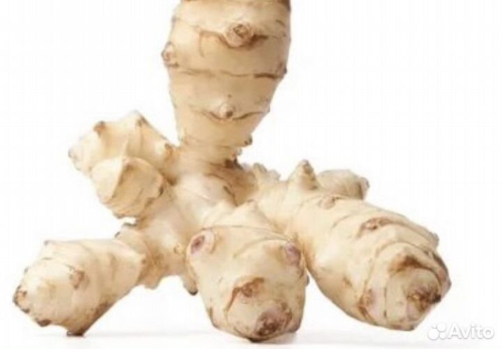 Топинамбур корни на посадку