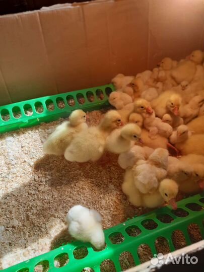 Гусята, утята