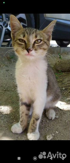 Котенок 3 месяца