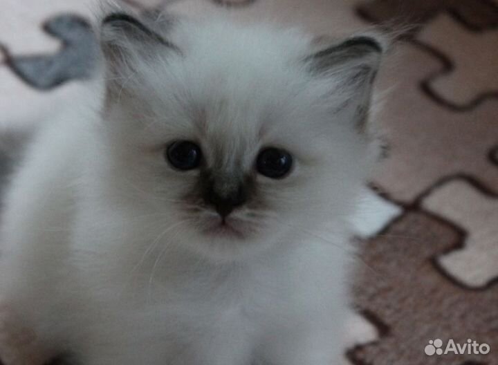 Невская маскарадная, доставка в ваш город