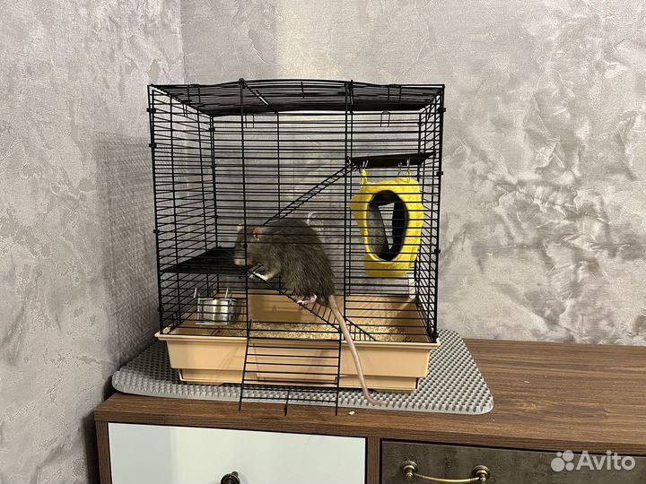 Крыса с клеткой бесплатно