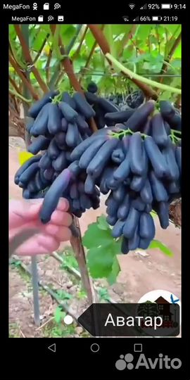 Саженцы и черенки винограда