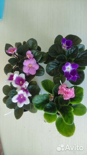 Фиалки набор