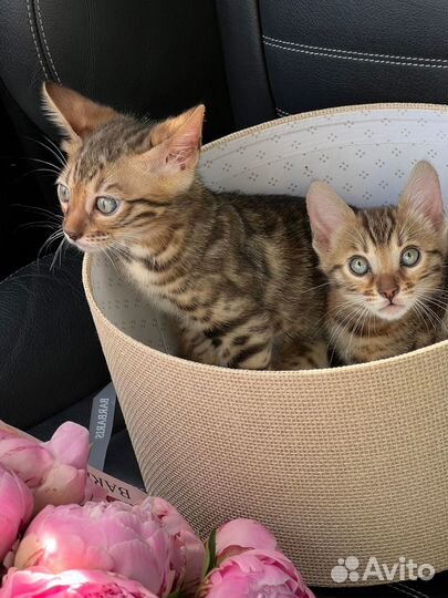 Продам котенка
