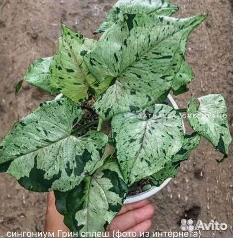 Сингониумы