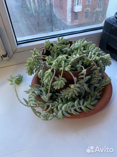 Очиток моргана