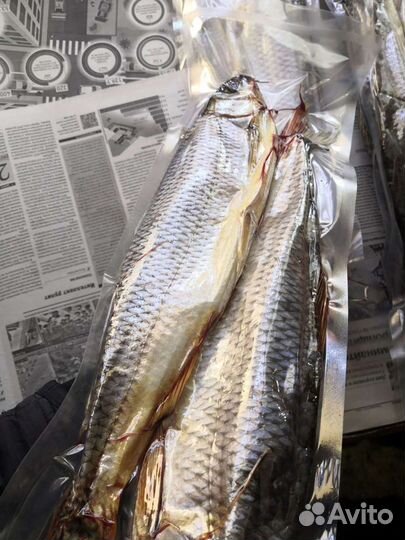 Кутум рыбец лещ рыба