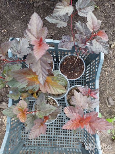 Пузыреплодник