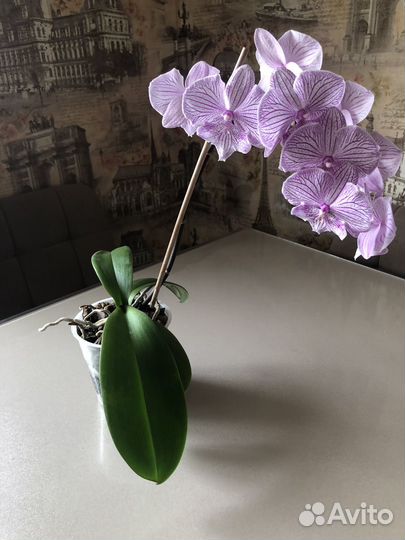 Орхидея биг лип