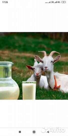 Козье молоко Залесный Осиново Юдино