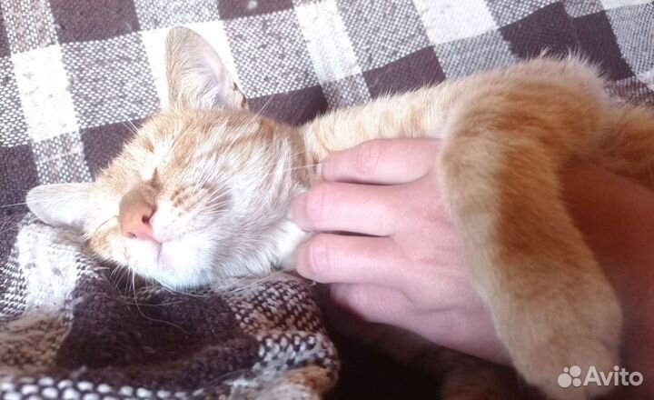 Молодой рыжик Федя