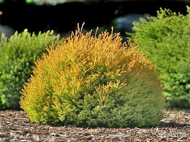 Туя рейнголд