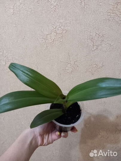 Традесканция рео