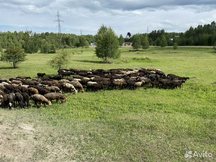Курдючные бараны овцы