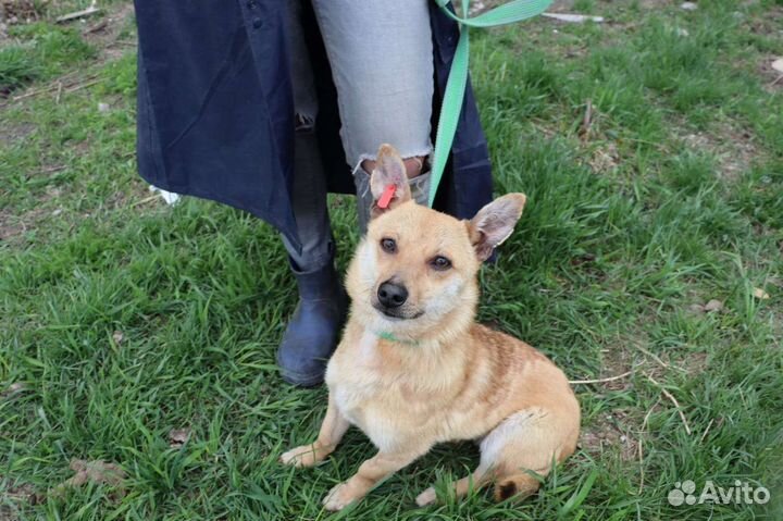 Маленькая собака в добрые руки отдам бесплатно