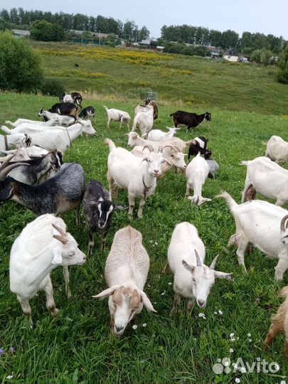 Козы и козляти