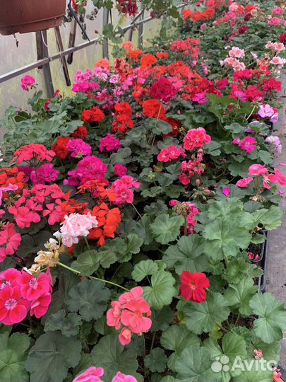 Пеларгония зональная, плющелистная