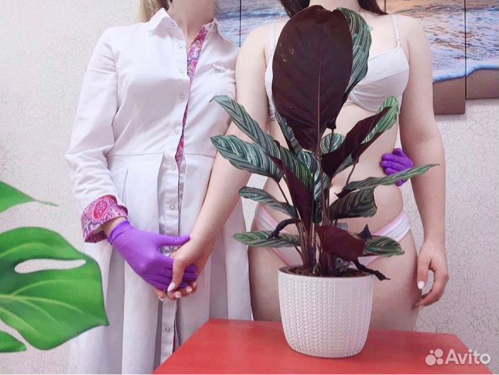 Клин Шугаринг Green garden