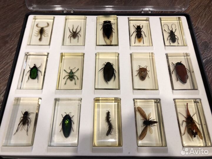 Настоящие насекомые и их знакомые