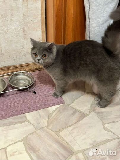 Британская кошка