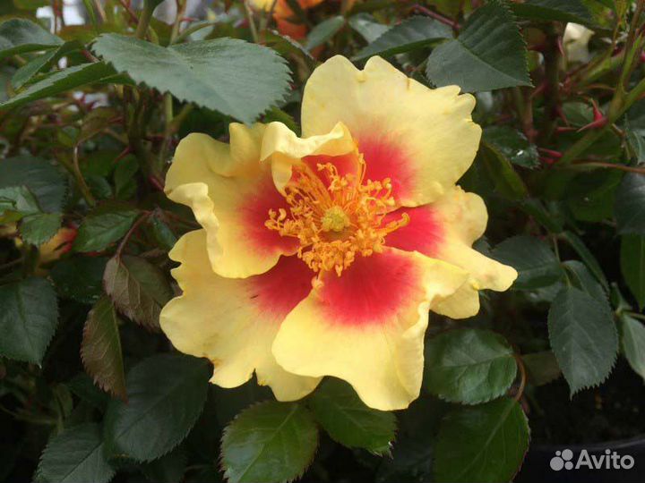 Саженцы роз