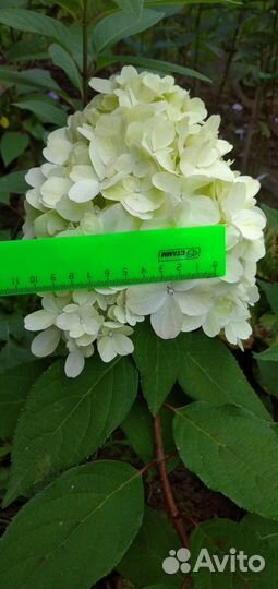 Новинки 2023 года. Гортензии бонфайр и пиксио