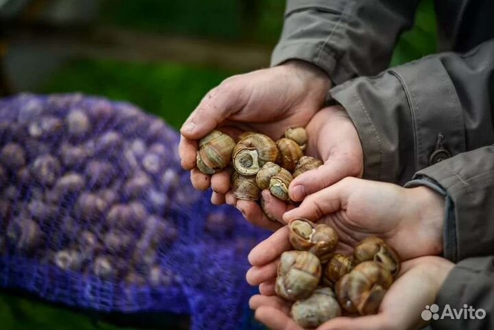Улитки виноградные