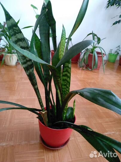 Комнатные цветы